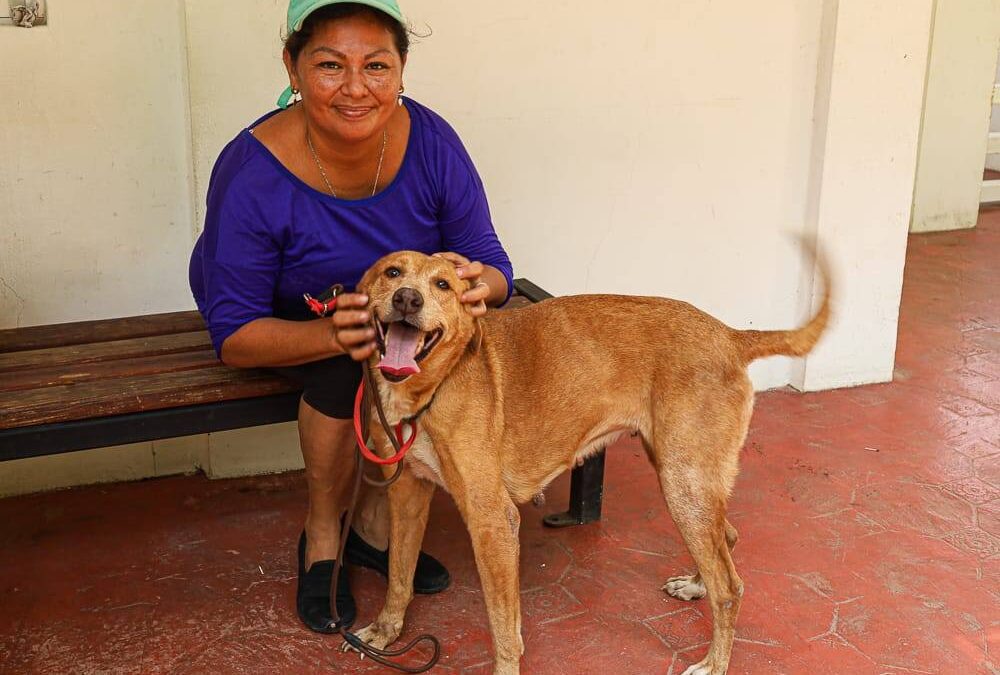 Tapachula impulsa jornadas de esterilización y bienestar animal