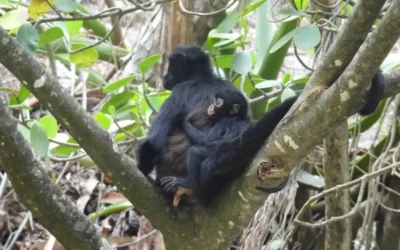 Mono araña en Chiapas: nace tercera cría en el Cañón del Sumidero tras 30 años de ausencia