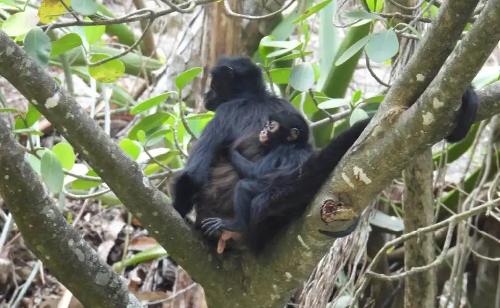 Mono araña en Chiapas: nace tercera cría en el Cañón del Sumidero tras 30 años de ausencia